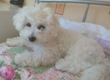Blayze Aged 4 Months