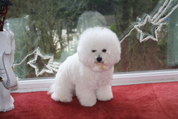 Breeze at Christmas
