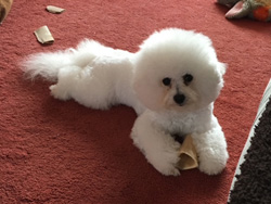 Loving her Bone after her bath