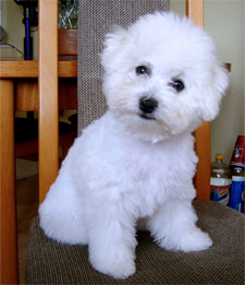 Mystic aged 6 weeks