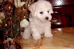 My Starr In Heaven
