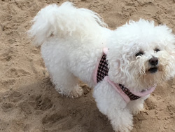 Loving her run on the beach