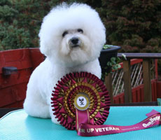 Starr winning Top Dog of Devon Runner up Veteran