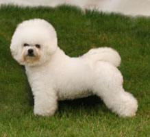 Angell At 15 Months