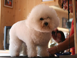Blow Drying