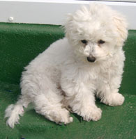 Frosty At 9 Weeks