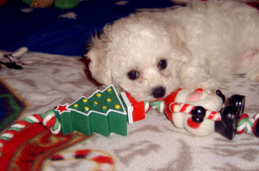 Magics first Christmas