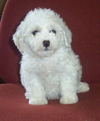 Magics first picture at 7 weeks