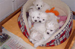 Magstarai Puppy's