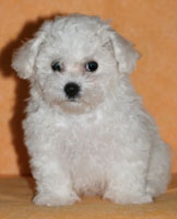Snow At 6 Weeks