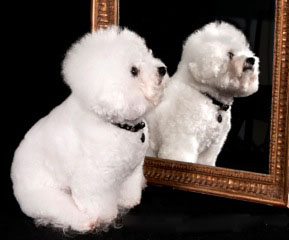 Starr in the Mirror