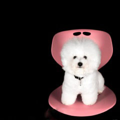 Starr on Pink Chair