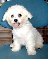 Starr At 10 Weeks